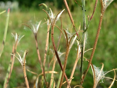 Drüsiges Weidenröschen (Epilobium ciliatum) auf einer Ruderalfläche in Hockenheim-Talhaus
