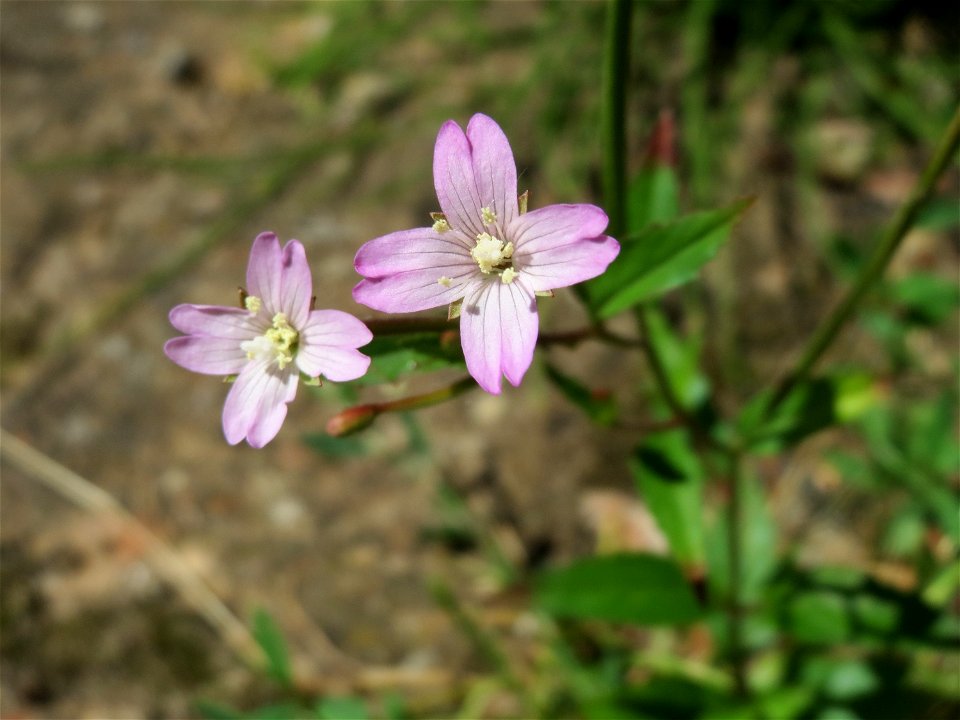 Ritzenbotanik: Drüsiges Weidenröschen (Epilobium ciliatum) in Sankt Arnual