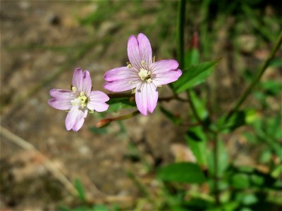 Ritzenbotanik: Drüsiges Weidenröschen (Epilobium ciliatum) in Sankt Arnual