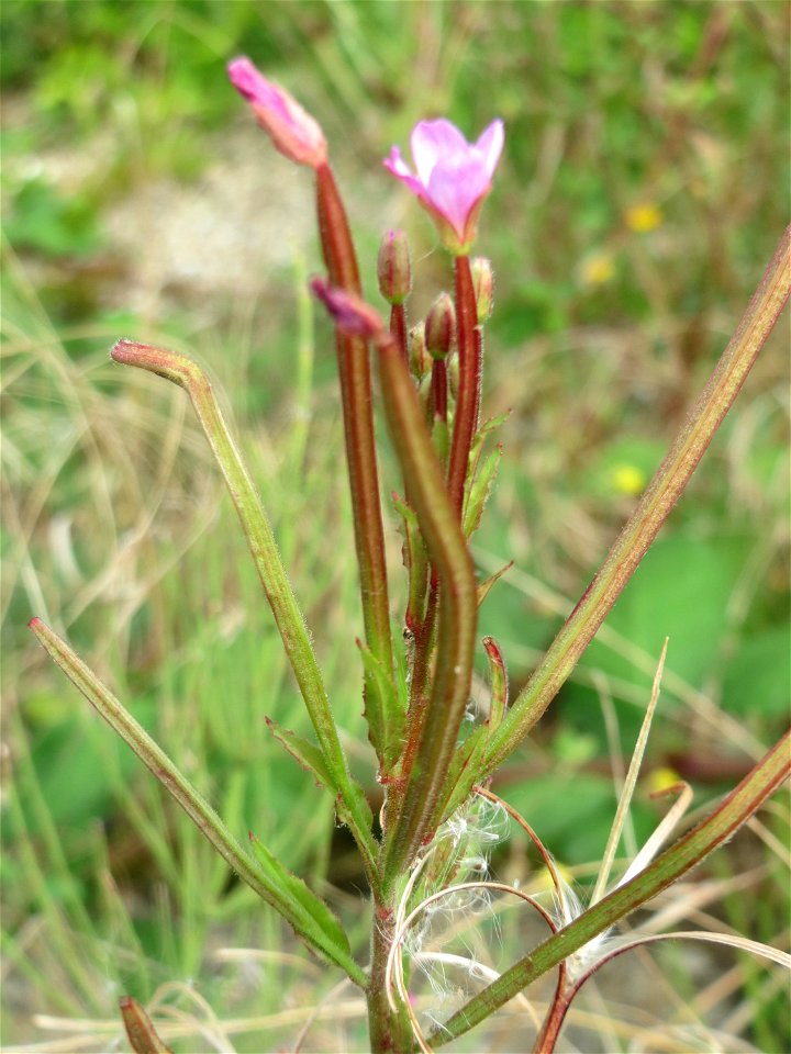 Drüsiges Weidenröschen (Epilobium ciliatum) auf einer Ruderalfläche in Hockenheim