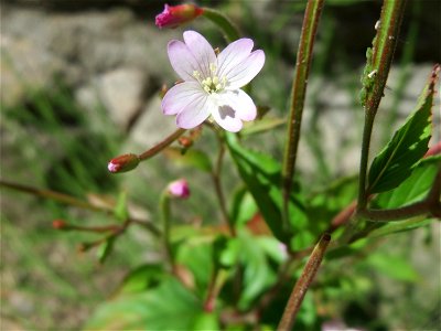 Ritzenbotanik: Drüsiges Weidenröschen (Epilobium ciliatum) in Sankt Arnual