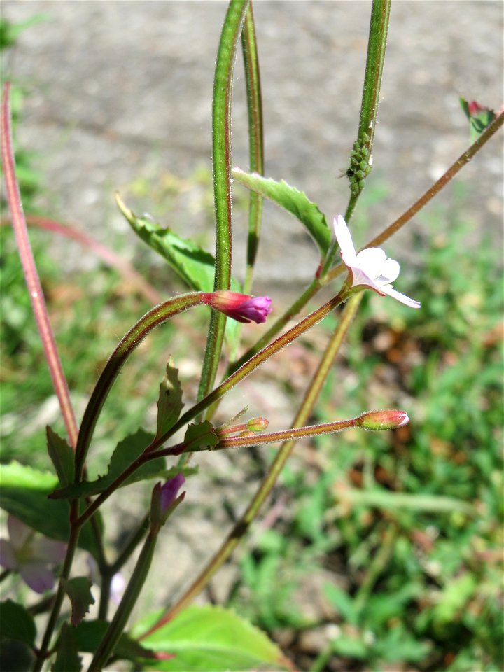 Ritzenbotanik: Drüsiges Weidenröschen (Epilobium ciliatum) in Sankt Arnual