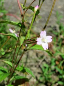 Ritzenbotanik: Drüsiges Weidenröschen (Epilobium ciliatum) in Sankt Arnual