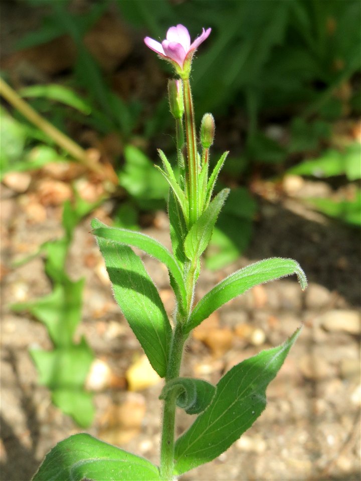 Ritzenbotanik: Drüsiges Weidenröschen (Epilobium ciliatum) in Hockenheim