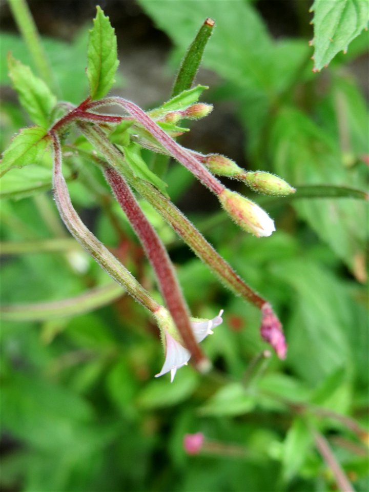 Drüsiges Weidenröschen (Epilobium ciliatum) am Friedhof Sankt Arnual