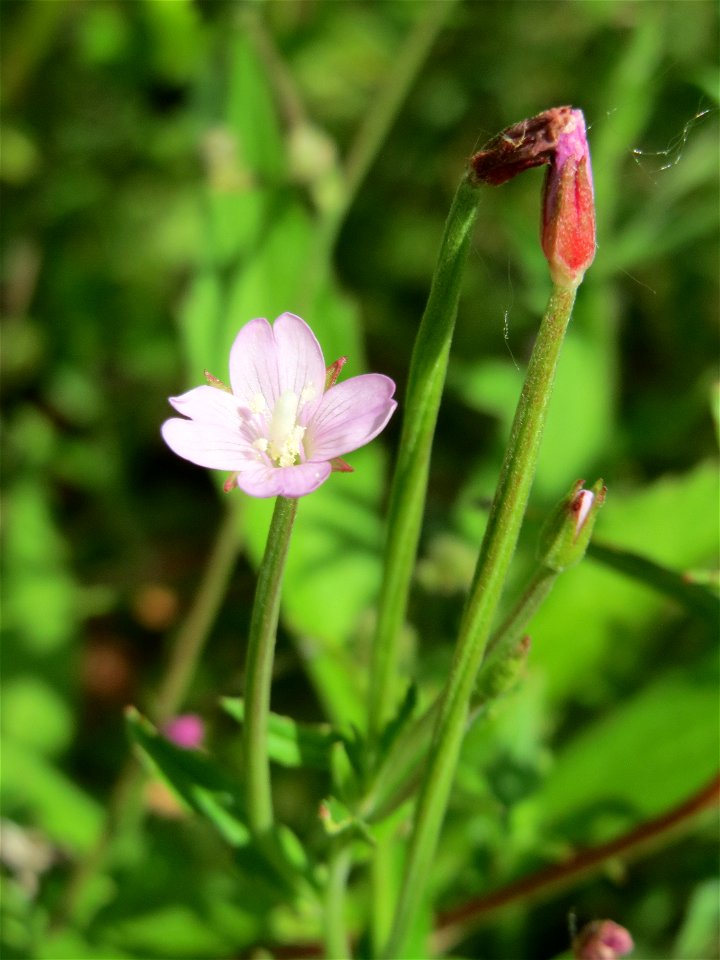 Drüsiges Weidenröschen (Epilobium ciliatum) im Naturschutzgebiet „St. Arnualer Wiesen“