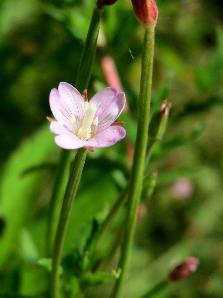 Drüsiges Weidenröschen (Epilobium ciliatum) im Naturschutzgebiet „St. Arnualer Wiesen“