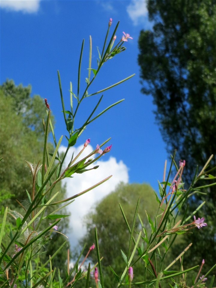 Drüsiges Weidenröschen (Epilobium ciliatum) im Naturschutzgebiet „St. Arnualer Wiesen“