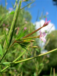 Drüsiges Weidenröschen (Epilobium ciliatum) im Naturschutzgebiet „St. Arnualer Wiesen“