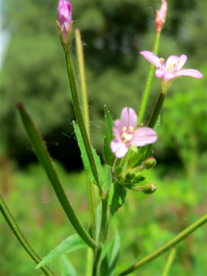 Drüsiges Weidenröschen (Epilobium ciliatum) im Naturschutzgebiet „St. Arnualer Wiesen“