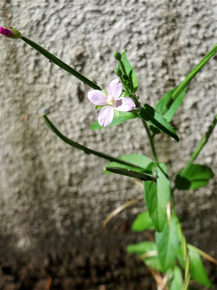 Ritzenbotanik: Drüsiges Weidenröschen (Epilobium ciliatum) in Sankt Arnual