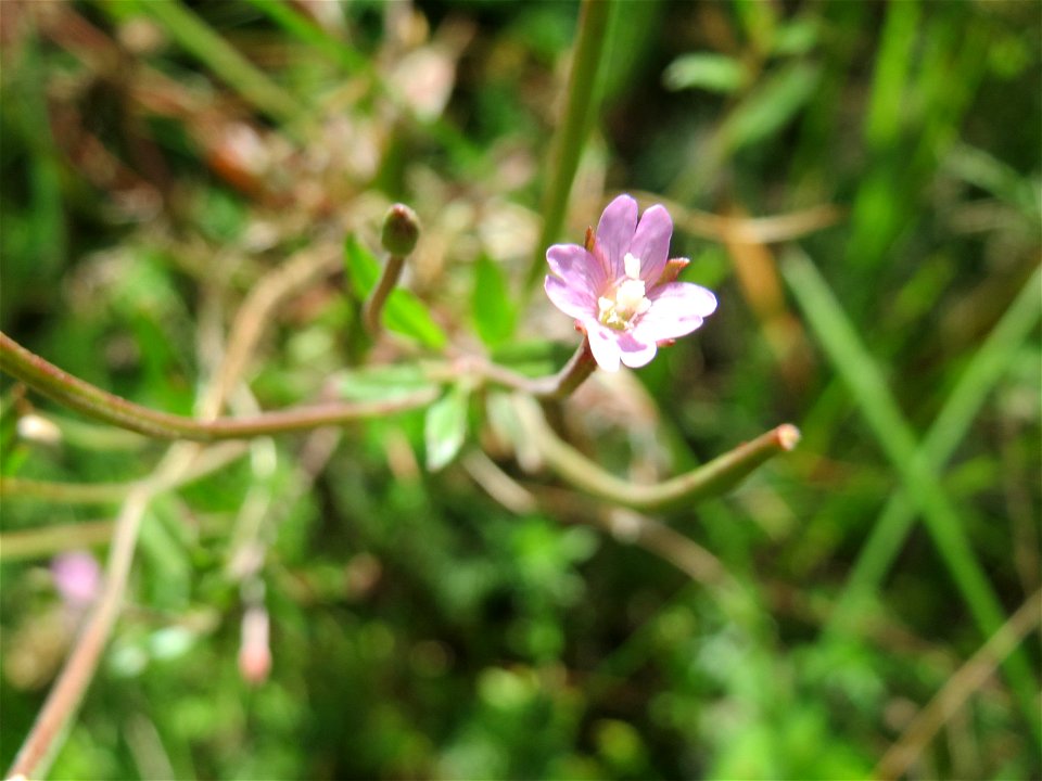 Drüsiges Weidenröschen (Epilobium ciliatum) auf einer Reptilien- und Insekten-Schutzfläche bei Oftersheim - eingeschleppt aus Nordamerika