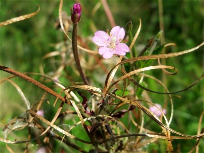 Drüsiges Weidenröschen (Epilobium ciliatum) auf einer Reptilien- und Insekten-Schutzfläche bei Oftersheim - eingeschleppt aus Nordamerika