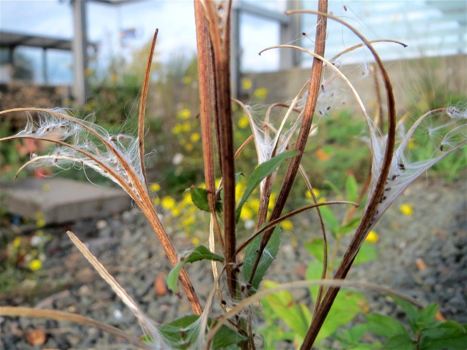 Drüsiges Weidenröschen (Epilobium ciliatum) am Bahnhof Bruchmühlbach-Miesau - eingeschleppt aus Nordamerika