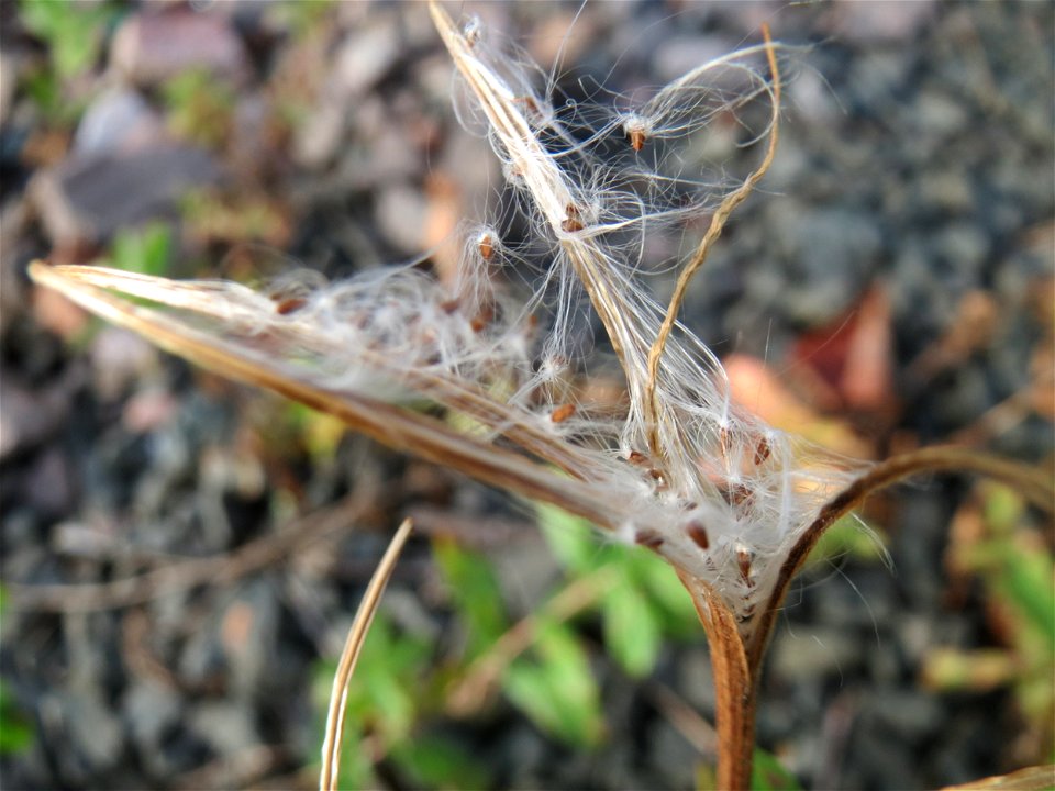 Drüsiges Weidenröschen (Epilobium ciliatum) am Bahnhof Bruchmühlbach-Miesau - eingeschleppt aus Nordamerika