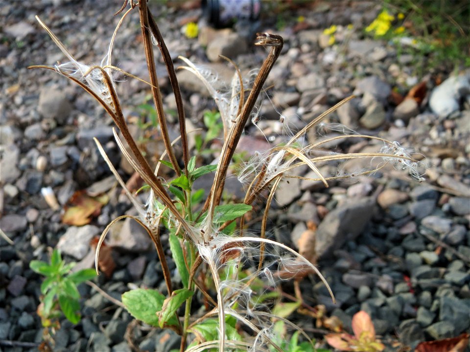 Drüsiges Weidenröschen (Epilobium ciliatum) am Bahnhof Bruchmühlbach-Miesau - eingeschleppt aus Nordamerika, wächst gerne auf Bahndam-Schotter