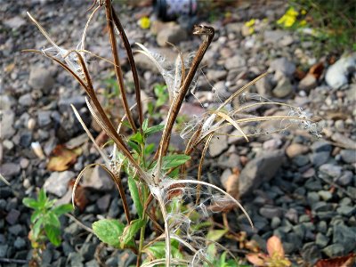 Drüsiges Weidenröschen (Epilobium ciliatum) am Bahnhof Bruchmühlbach-Miesau - eingeschleppt aus Nordamerika, wächst gerne auf Bahndam-Schotter