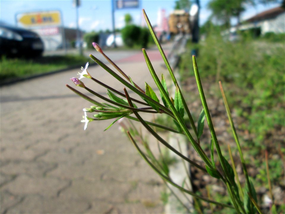 Drüsiges Weidenröschen (Epilobium ciliatum) am Straßenrand in Hockenheim
