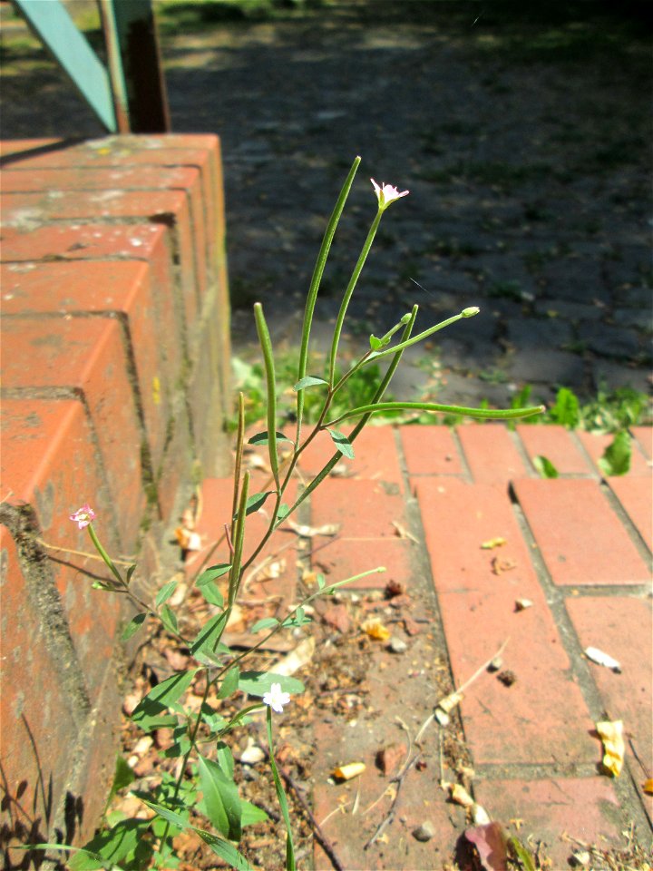 Drüsiges Weidenröschen (Epilobium ciliatum) im Bürgerpark Saarbrücken