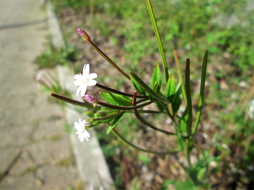 Drüsiges Weidenröschen (Epilobium ciliatum) am Straßenrand in Hockenheim - eingeschleppt aus Nordamerika, in Deutschland seit 1927 nachgewiesen