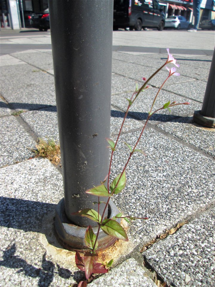 Drüsiges Weidenröschen (Epilobium ciliatum) am Rathaus-Carée in Saarbrücken