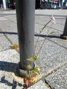 Drüsiges Weidenröschen (Epilobium ciliatum) am Rathaus-Carée in Saarbrücken