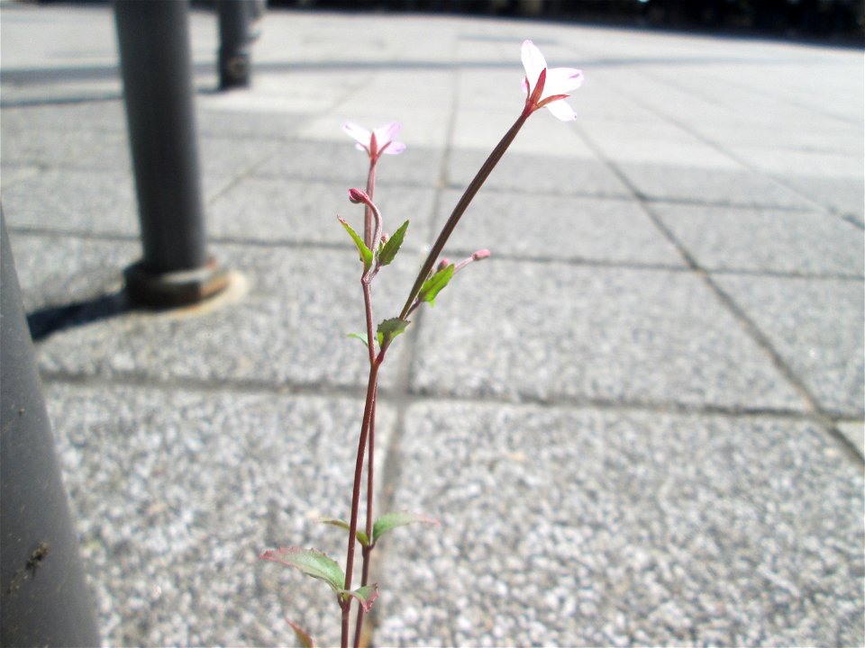 Drüsiges Weidenröschen (Epilobium ciliatum) am Rathaus-Carée in Saarbrücken