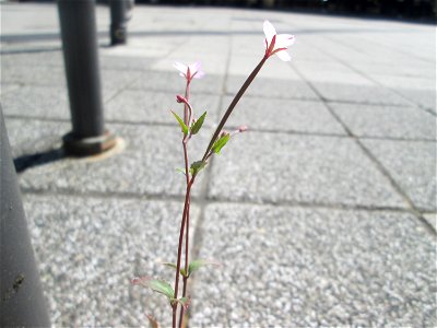 Drüsiges Weidenröschen (Epilobium ciliatum) am Rathaus-Carée in Saarbrücken