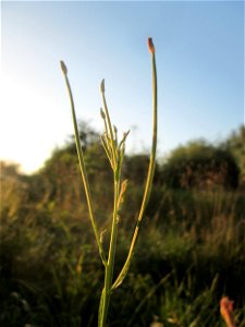 Drüsiges Weidenröschen (Epilobium ciliatum) im Naturschutzgebiet „St. Arnualer Wiesen“