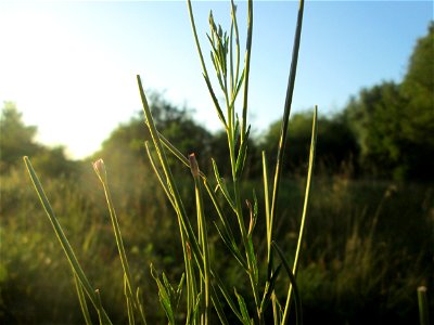 Drüsiges Weidenröschen (Epilobium ciliatum) im Naturschutzgebiet „St. Arnualer Wiesen“