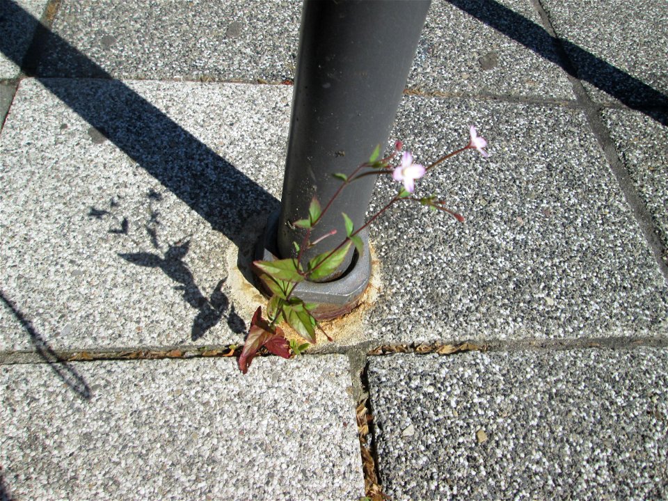 Drüsiges Weidenröschen (Epilobium ciliatum) am Rathaus-Carée in Saarbrücken