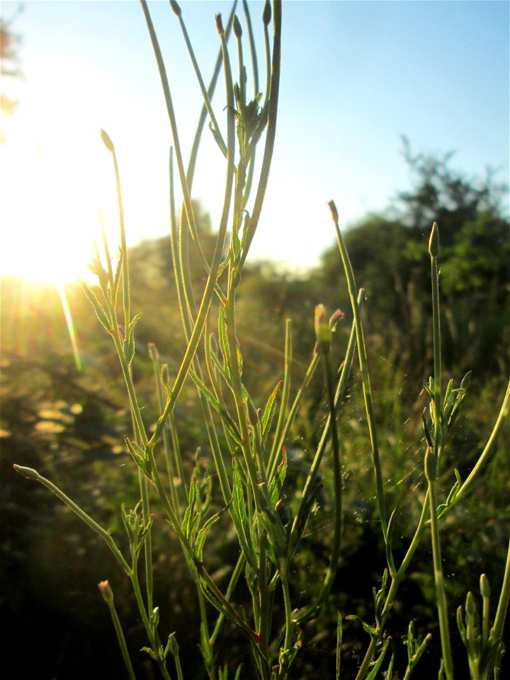 Drüsiges Weidenröschen (Epilobium ciliatum) im Naturschutzgebiet „St. Arnualer Wiesen“