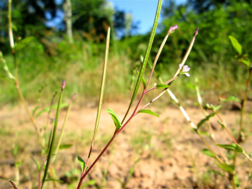 Drüsiges Weidenröschen (Epilobium ciliatum) im Wald bei Ensheim