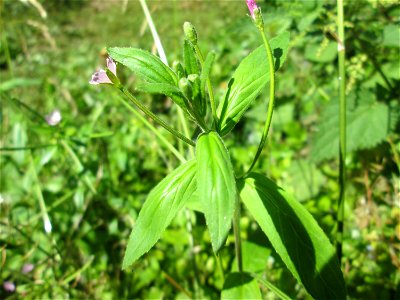 Drüsiges Weidenröschen (Epilobium ciliatum) am Schankenbrunnen am Halberg in Brebach-Fechingen