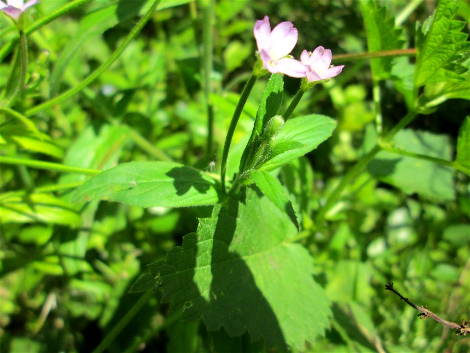 Drüsiges Weidenröschen (Epilobium ciliatum) am Schankenbrunnen am Halberg in Brebach-Fechingen