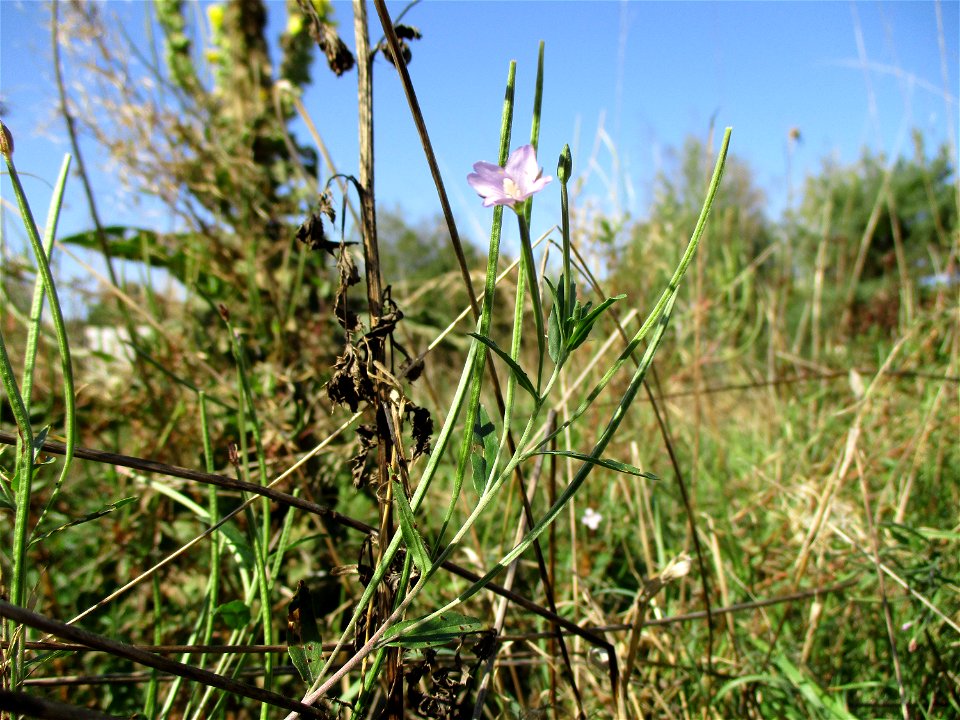 Drüsiges Weidenröschen (Epilobium ciliatum) in einer Heidelandschaft in Brebach