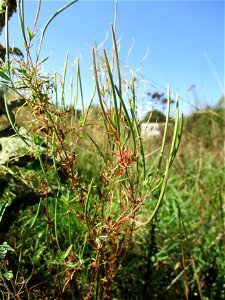Drüsiges Weidenröschen (Epilobium ciliatum) in einer Heidelandschaft in Brebach