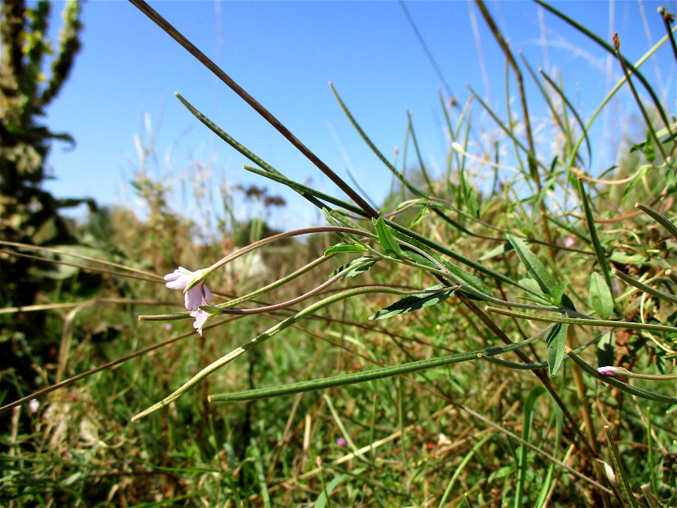 Drüsiges Weidenröschen (Epilobium ciliatum) in einer Heidelandschaft in Brebach