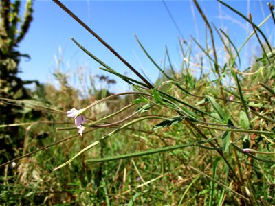 Drüsiges Weidenröschen (Epilobium ciliatum) in einer Heidelandschaft in Brebach