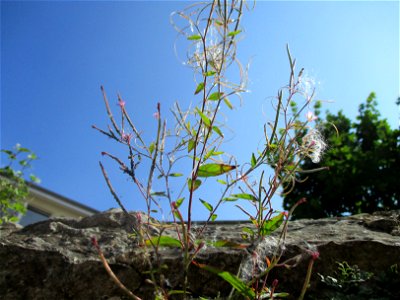 Drüsiges Weidenröschen (Epilobium ciliatum) auf der Propsteigartenmauer in Ensheim