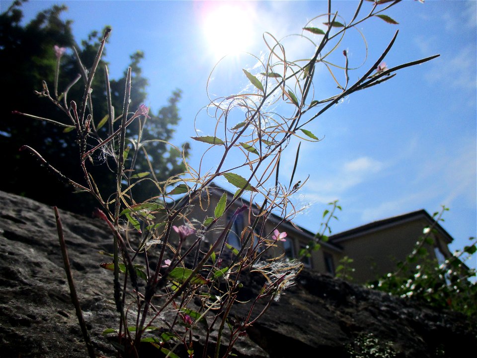 Drüsiges Weidenröschen (Epilobium ciliatum) auf der Propsteigartenmauer in Ensheim