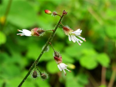 Großes Hexenkraut (Circaea lutetiana) in Hockenheim