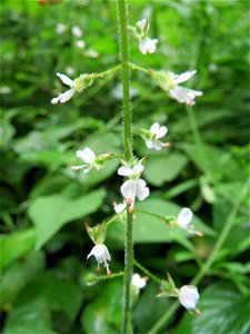 Großes Hexenkraut (Circaea lutetiana) im Meerwald bei Bübingen