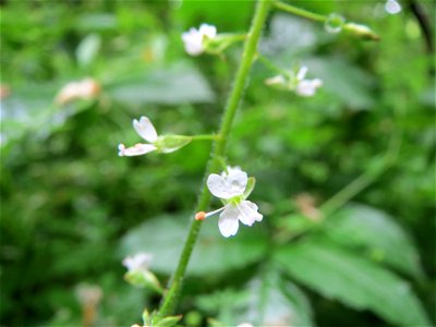 Großes Hexenkraut (Circaea lutetiana) im Meerwald bei Bübingen