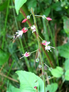 Großes Hexenkraut (Circaea lutetiana) am Geißböckelgraben bei Philippsburg