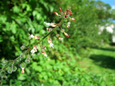 Großes Hexenkraut (Circaea lutetiana) am Staden in Saarbrücken