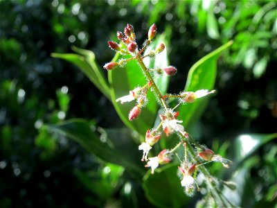 Großes Hexenkraut (Circaea lutetiana) am Staden in Saarbrücken