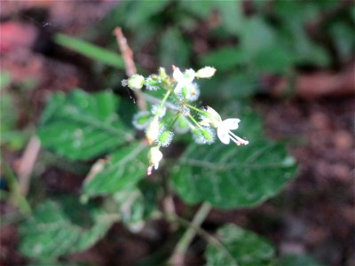 Großes Hexenkraut (Circaea lutetiana) im Wildpark Saarbrücken (St. Johanner Stadtwald)