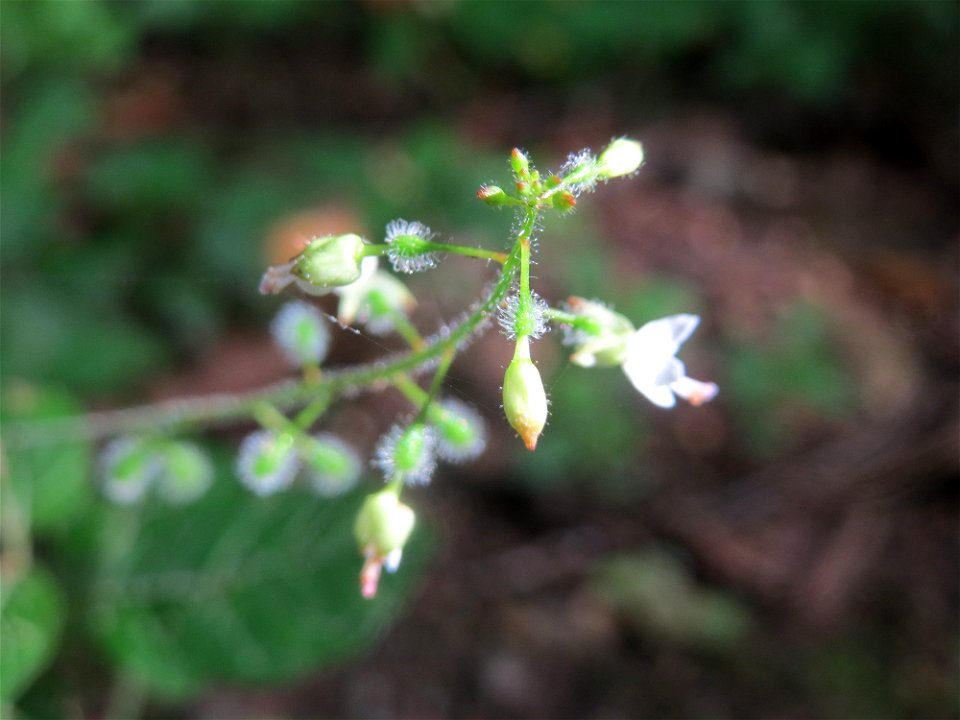 Großes Hexenkraut (Circaea lutetiana) im Wildpark Saarbrücken (St. Johanner Stadtwald)