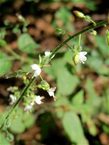 Großes Hexenkraut (Circaea lutetiana) im Wildpark Saarbrücken (St. Johanner Stadtwald)